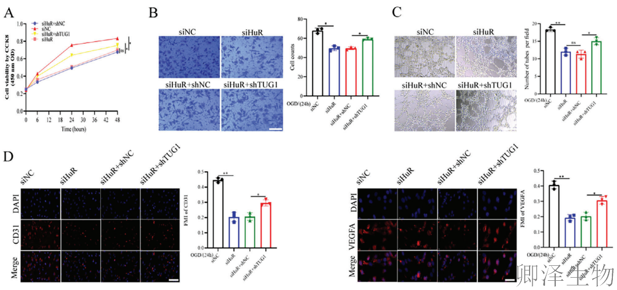 【分子间博弈】 | Polysome技术协助破解脑卒中血管新生调控新机制！