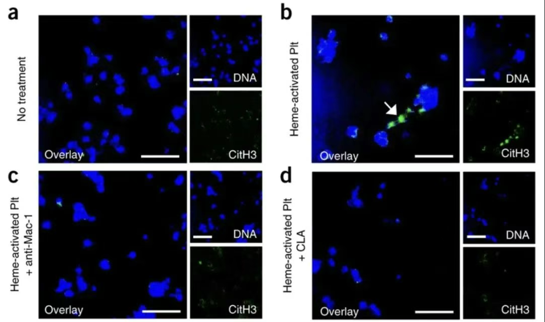 体外细胞实验 体外细胞实验
