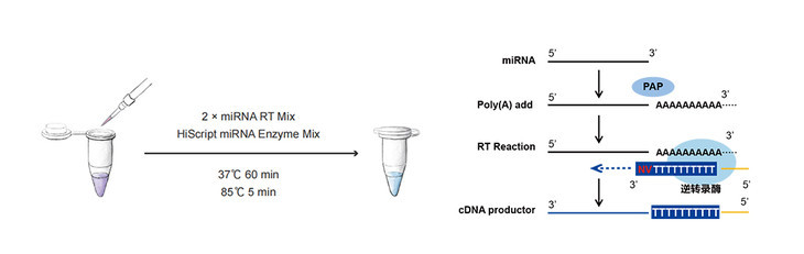 miRNA加尾法逆转录试剂盒 miRNA 1st Stran