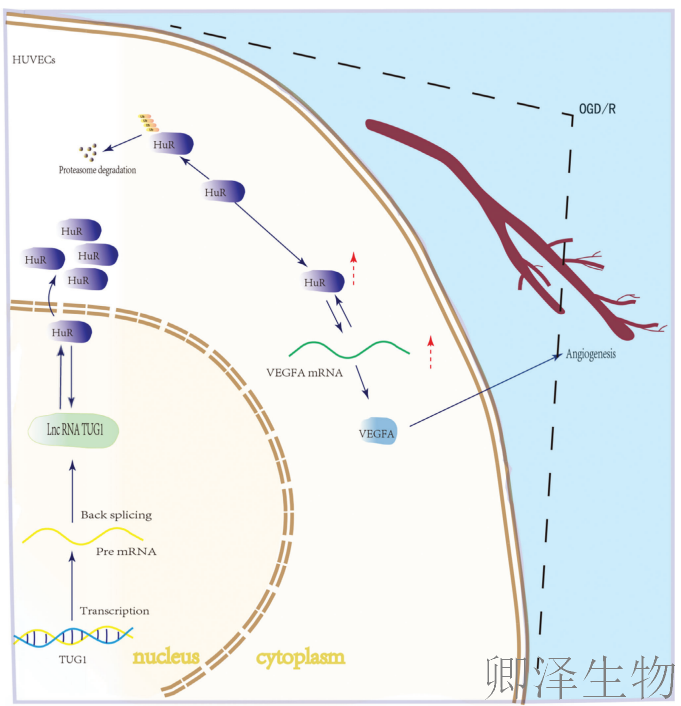 【分子间博弈】 | Polysome技术协助破解脑卒中血管新生调控新机制！