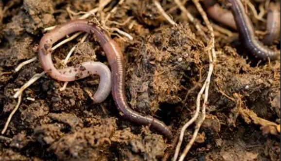 国内首家！IPHASE 蚯蚓微粒体助力土壤毒素迁移代谢转化研究