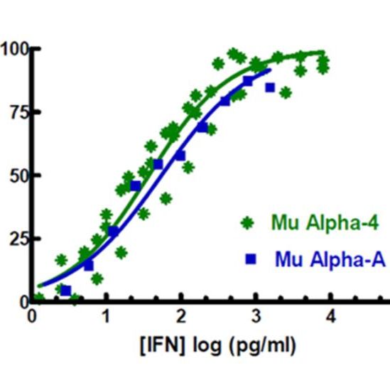 Mouse Interferon Alpha A