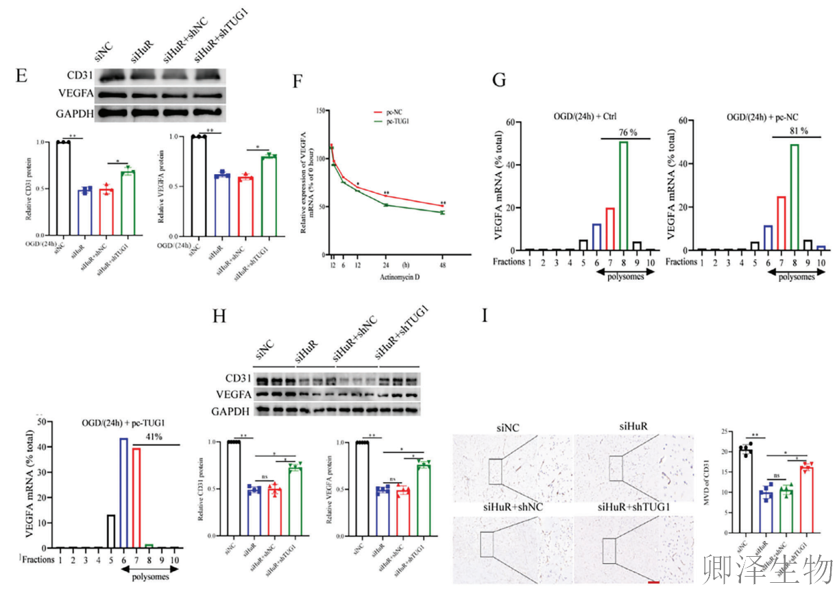 【分子间博弈】 | Polysome技术协助破解脑卒中血管新生调控新机制！