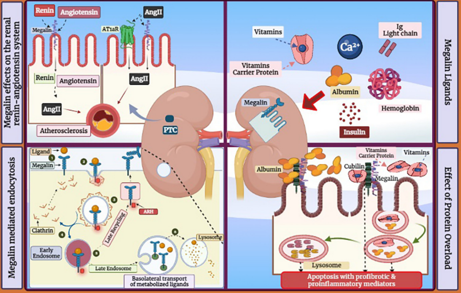肾近端小管功能的核心执行者——Megalin蛋白