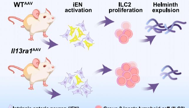 【IF 26.3】解码肠道神经免疫对话！Absin 血清产品助力《Immunity》研究揭示抗寄生虫防御新机制