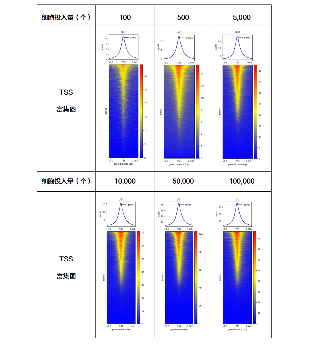 染色质可及性/开放性的试剂盒 Hyperactive ATA