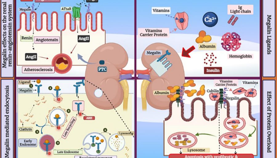 肾近端小管功能的核心执行者——Megalin蛋白