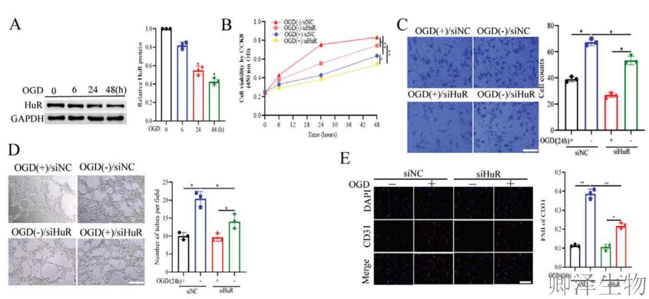 【分子间博弈】 | Polysome技术协助破解脑卒中血管新生调控新机制！