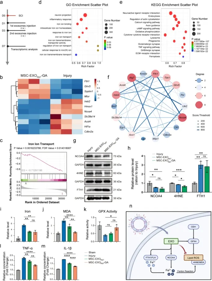IF:12+，双肽修饰+药物负载+铁死亡，这篇脊髓损伤研究的外泌体设计，手把手教你做创新！