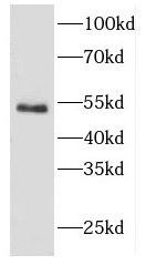 CYTH2 antibody|CYTH2抗体