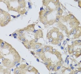 BPGM antibody|BPGM抗体