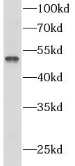 PANX1 antibody|PANX1抗体