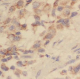 TEK antibody|TEK抗体