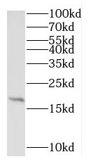 RPL27A antibody|RPL27A抗体