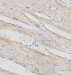 CASP3 antibody|CASP3抗体 FNab100