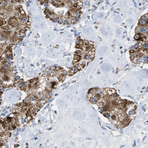GRPEL1 antibody|GRPEL1抗体