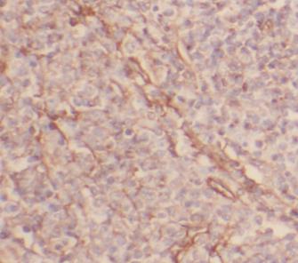 NOS3 antibody|NOS3抗体 FNab09945