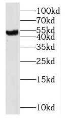NUDCD3 antibody|NUDCD3抗体