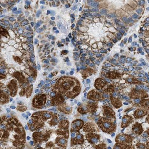 GKN1 antibody|GKN1抗体 FNab03357