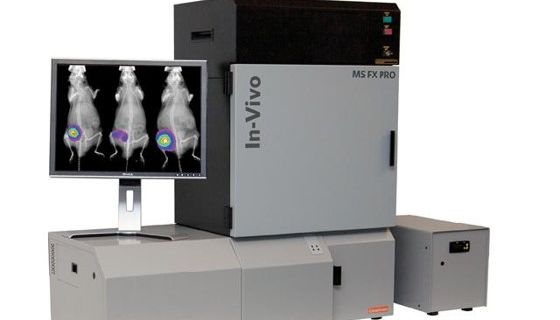 小动物活体成像丨核心技术原理与高频问题全解析