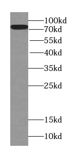 TMEM181 antibody|TMEM181抗体