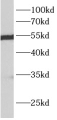 ALDH7A1 antibody|ALDH7A1抗体
