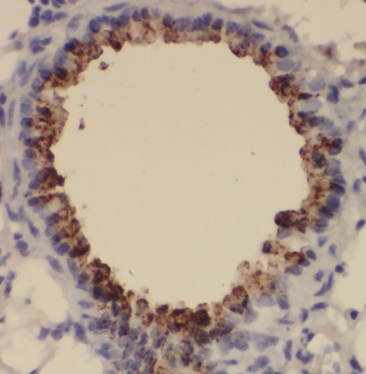 BOLA1 antibody|BOLA1抗体