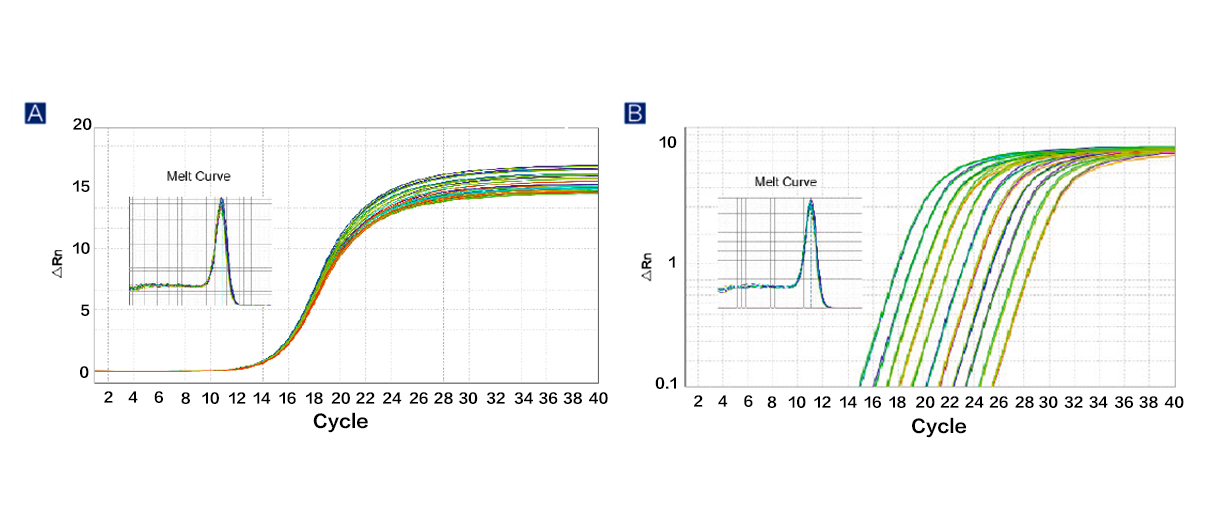 模板示踪型染料法定量PCR 检测试剂盒 ChamQ  SYB