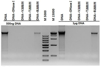 RNA酶和核酸清除剂(R504)