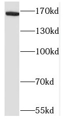 NRXN1 antibody|NRXN1抗体