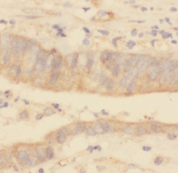 ERK1/2 antibody|ERK1/2抗体 FNab0