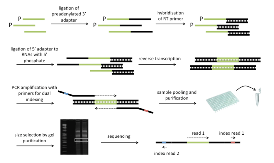 小RNA建库方法集锦：从经典到前沿，附科研利器推荐