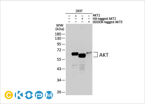 文献速递：细胞外基质硬化与睾丸老化及睾酮水平下降相关
