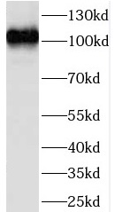 LEO1 antibody|LEO1抗体