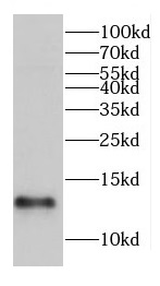 CHCHD1 antibody|CHCHD1抗体