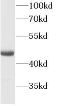 KRT20 antibody|KRT20抗体 FNab022