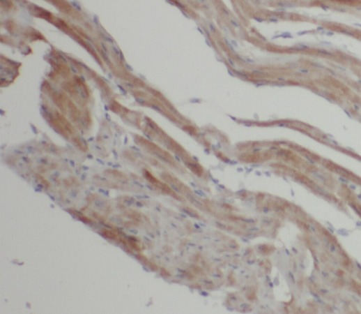 LC3B-Specific antibody|LC3B抗体