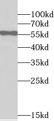 STK4 antibody|STK4抗体