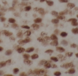 SRP54 antibody|SRP54抗体 FNab082