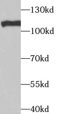 TAF1C antibody|TAF1C抗体