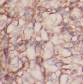 CASP9 antibody|CASP9抗体 FNab012