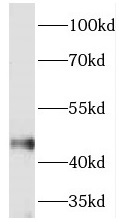 TEX28 antibody|TEX28抗体