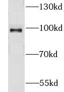CNNM4 antibody|CNNM4抗体