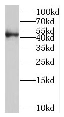 POLDIP3 antibody|POLDIP3抗体