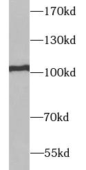 RAPGEF3 antibody|RAPGEF3抗体