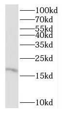RPL27 antibody|RPL27抗体