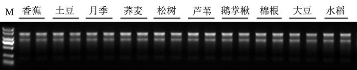 多糖多酚植物RNA提取试剂盒 FastPure Plant