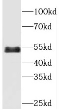 CDK14 antibody|CDK14抗体