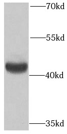 PMPCB antibody|PMPCB抗体