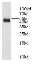 DDI1 antibody|DDI1抗体